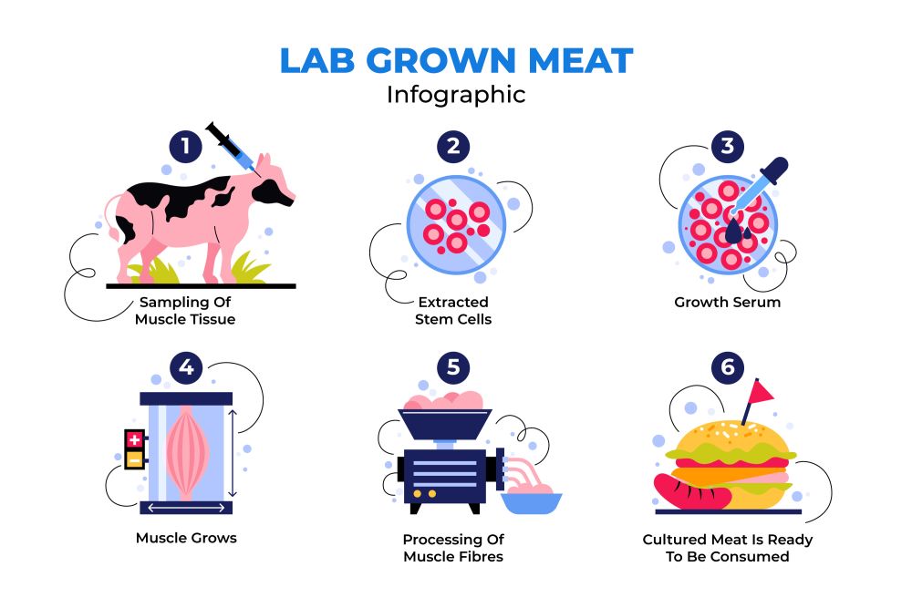 Lab-grown meat infographic