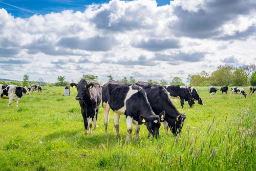 Denmark Introduces World's First Agricultural Carbon Tax