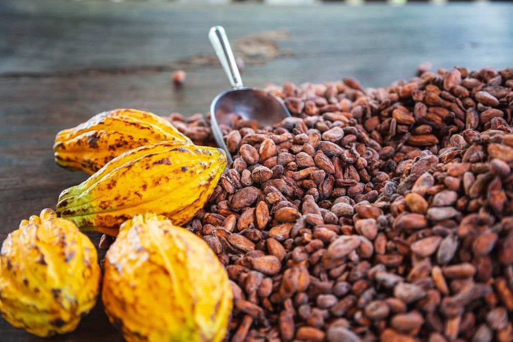 Cargill Revamps Global Cocoa Supply Chain with Bold Sustainability Push