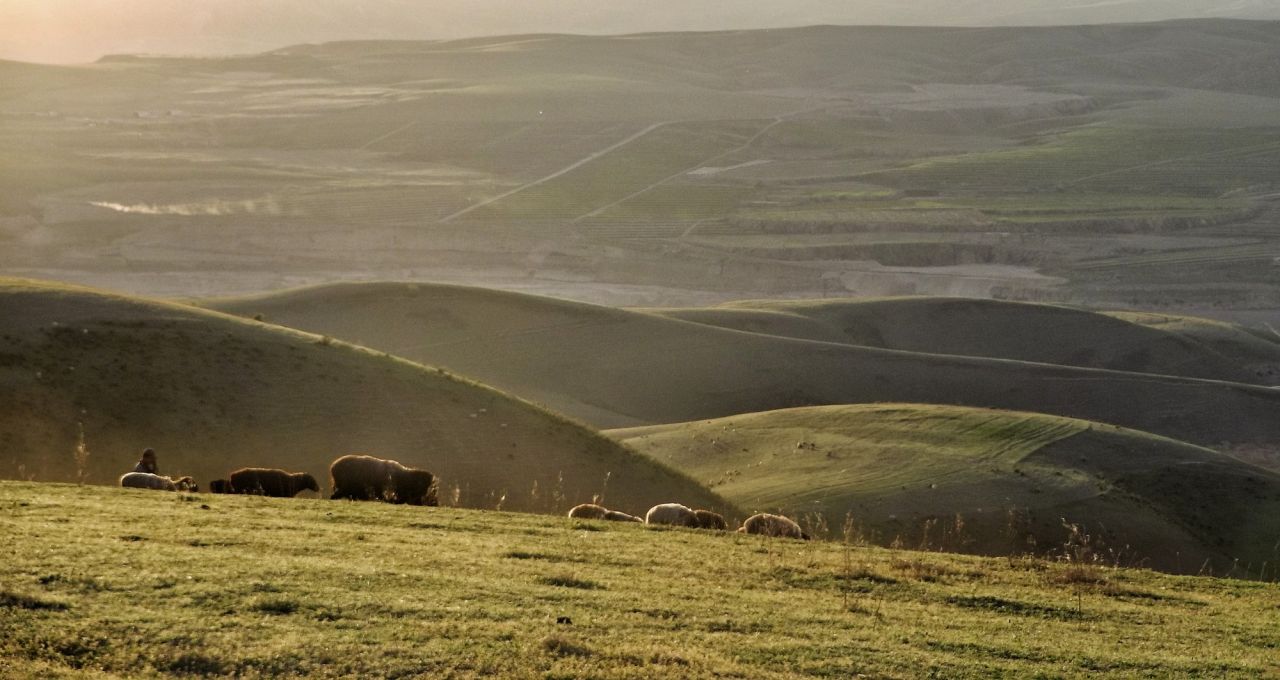 Cows grazing on a field